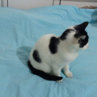 Tuxedo (Smokin) Kedi, Kedi  Bulut fotoğrafı