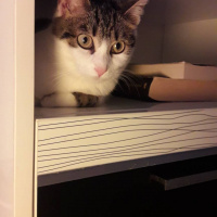 Tekir Kedi, Kedi  Gece fotoğrafı
