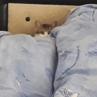 Tekir Kedi, Kedi  Gece fotoğrafı