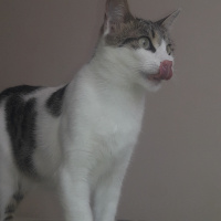 Tekir Kedi, Kedi  Gece fotoğrafı