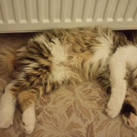 Tekir Kedi, Kedi  Çuna fotoğrafı