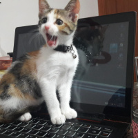 Tekir Kedi, Kedi  Şanslı fotoğrafı