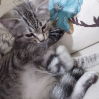 British Shorthair, Kedi  Paşa fotoğrafı
