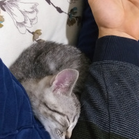 British Shorthair, Kedi  Paşa fotoğrafı
