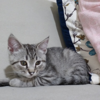 British Shorthair, Kedi  Paşa fotoğrafı