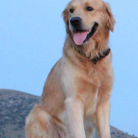 Golden Retriever, Köpek  Oscar fotoğrafı