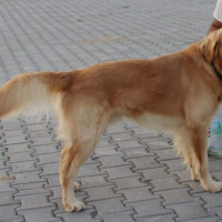 Golden Retriever, Köpek  Oscar fotoğrafı