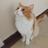 Sarman, Kedi  Lokum fotoğrafı