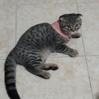 Scottish Fold, Kedi  Tomy fotoğrafı