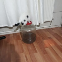 Cymric, Kedi  Çiko fotoğrafı