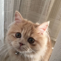 İran Kedisi (Persian), Kedi  MOCHA fotoğrafı