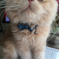 İran Kedisi (Persian), Kedi  MOCHA fotoğrafı