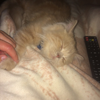İran Kedisi (Persian), Kedi  MOCHA fotoğrafı
