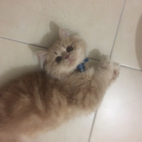 İran Kedisi (Persian), Kedi  MOCHA fotoğrafı
