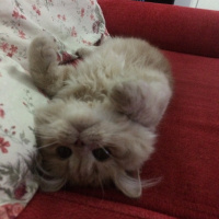 İran Kedisi (Persian), Kedi  MOCHA fotoğrafı