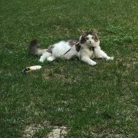 Maine Coon, Kedi  Schrödinger fotoğrafı