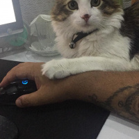 Maine Coon, Kedi  Schrödinger fotoğrafı