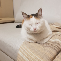 Tekir Kedi, Kedi  Raki fotoğrafı