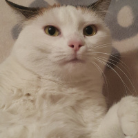 Tekir Kedi, Kedi  Raki fotoğrafı