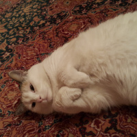 Tekir Kedi, Kedi  Raki fotoğrafı