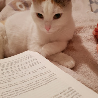 Tekir Kedi, Kedi  Raki fotoğrafı