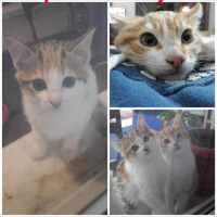 Abyssinian, Kedi  Koymadık :) fotoğrafı