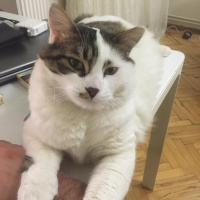 Tekir Kedi, Kedi  Mavi fotoğrafı