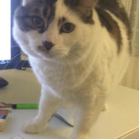 Tekir Kedi, Kedi  Mavi fotoğrafı