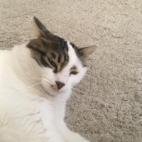 Tekir Kedi, Kedi  Mavi fotoğrafı