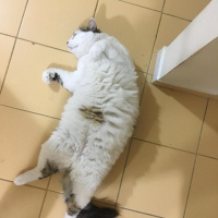 Tekir Kedi, Kedi  Mavi fotoğrafı