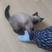 British Shorthair, Kedi  Flocky fotoğrafı