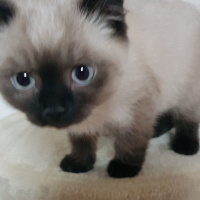 British Shorthair, Kedi  Flocky fotoğrafı