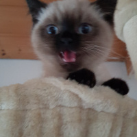 British Shorthair, Kedi  Flocky fotoğrafı