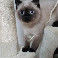 British Shorthair, Kedi  Flocky fotoğrafı