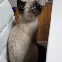 British Shorthair, Kedi  Flocky fotoğrafı
