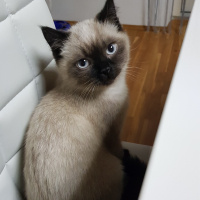 British Shorthair, Kedi  Flocky fotoğrafı