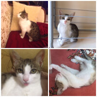 Tekir Kedi, Kedi  Çakıl fotoğrafı