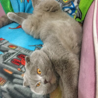 Scottish Fold, Kedi  Lokum fotoğrafı