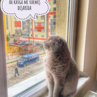 Scottish Fold, Kedi  Lokum fotoğrafı