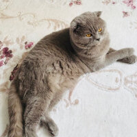 Scottish Fold, Kedi  Lokum fotoğrafı