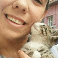 Van Kedisi, Kedi  Köpük fotoğrafı