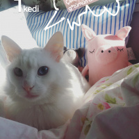 Van Kedisi, Kedi  Köpük fotoğrafı