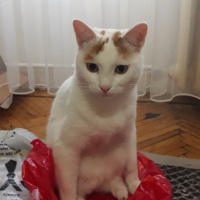 Tekir Kedi, Kedi  Casper fotoğrafı