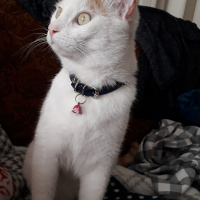 Tekir Kedi, Kedi  Casper fotoğrafı