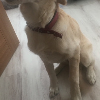 Golden Retriever, Köpek  Lina fotoğrafı