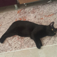 Soke, Kedi  Bagheera fotoğrafı