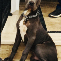 Amerikan Pitbull Terrier, Köpek  Thor fotoğrafı