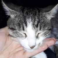 Tekir Kedi, Kedi  Tekir fotoğrafı