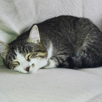 Tekir Kedi, Kedi  Tekir fotoğrafı