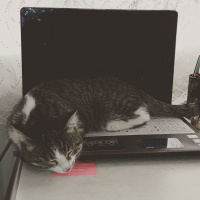 Tekir Kedi, Kedi  Tekir fotoğrafı
